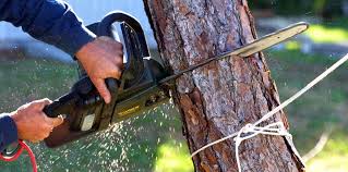 Best Firewood Processing and Delivery  in Tremonton, UT