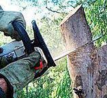 Best Tree Health Inspection  in Tremonton, UT