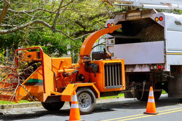 Best Tree Risk Assessment  in Tremonton, UT