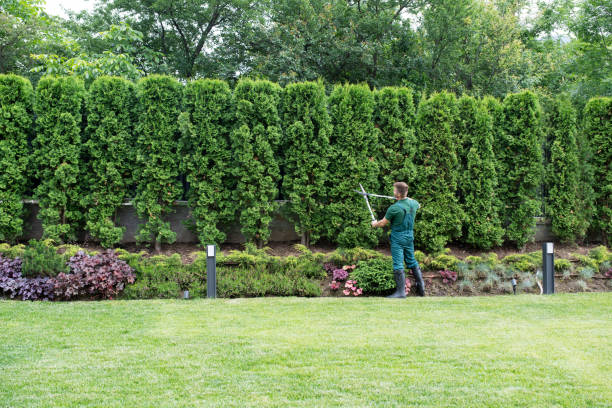 Best Arborist Consultation Services  in Tremonton, UT