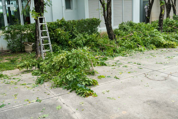 Best Tree Cabling and Bracing  in Tremonton, UT