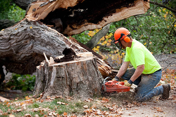 Best Root Management and Removal  in Tremonton, UT