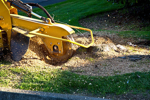 Best Tree Disease Treatment  in Tremonton, UT